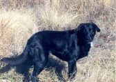Lucky, a black Labrador Retriever, standing in a field of dry grass